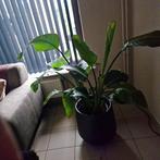 Grote mooie plant zonder pot, Huis en Inrichting, Ophalen