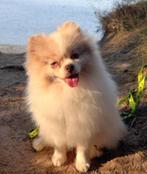 Dekreu Mini Pomeranian Merle prachtige wolige lange vacht, Dieren en Toebehoren, Fokker | Hobbymatig, Reu, Buitenland, CDV (hondenziekte)