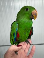 Jeune perroquet Eclectus super docile, Mâle, Perroquet, Parleur