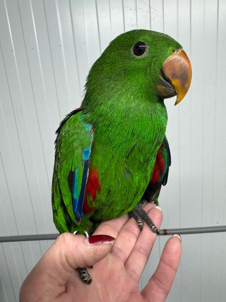 Jeune perroquet Eclectus super docile, Animaux & Accessoires, Oiseaux | Perruches & Perroquets, Perroquet, Mâle, Parleur, Domestique