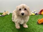 Maltipoo pups, België, 8 tot 15 weken, CDV (hondenziekte), Meerdere