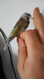 Femelle jokers 2025, Animaux & Accessoires, Femelle