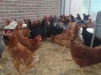 Ruime keuze legkippen in verschillende kleuren, Dieren en Toebehoren, Vrouwelijk, Kip