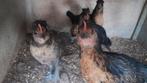 Brabants hoen jonge kippen, Dieren en Toebehoren