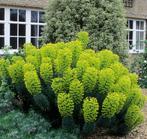 Eupantarium of Wolfsmelk, Tuin en Terras, Planten | Tuinplanten, Ophalen, Vaste plant, Volle zon