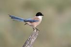 europese blauwe ekster, Dieren en Toebehoren, Vogels | Overige Vogels, Mannelijk, Geringd