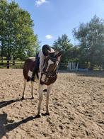 Valve stal/lease paard gezocht, Dieren en Toebehoren