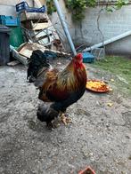 Hanen, Meerdere dieren