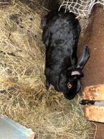 3 vleeskonijnen moeders 1.5 jaar oud