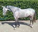 "Bayou" 7 jarige ruin van Eurcommerce Berlin, Dieren en Toebehoren, Paarden, Ruin, Zadelmak, Springpaard, 7 tot 10 jaar