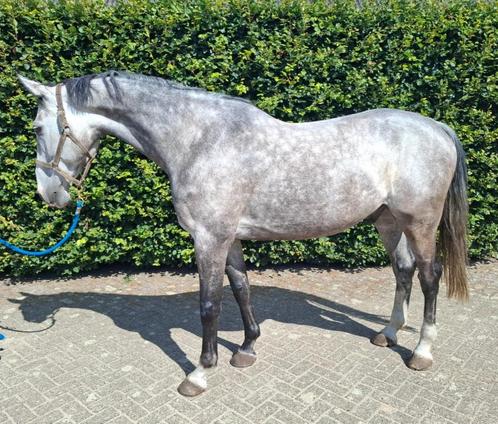 "Bayou" 7 jarige ruin van Eurcommerce Berlin, Dieren en Toebehoren, Paarden, Ruin, Zadelmak, 7 tot 10 jaar, Springpaard