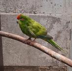 Kakariki Man Gezoomd 2025, Mâle, Perruche, Bagué