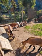 Opvang kleinvee geiten schapen pony's enz, Dieren en Toebehoren