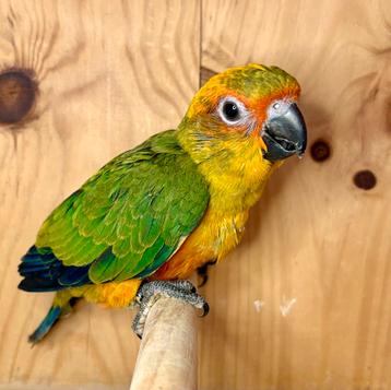 Jeunes conures soleil EAM beschikbaar voor biedingen