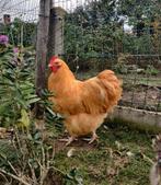 Orpington haan, Dieren en Toebehoren, Pluimvee, Mannelijk, Kip