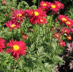 Gardenia en Carex, Ophalen of Verzenden