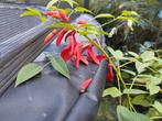erythrina , koraalstruik, Tuin en Terras, Ophalen