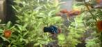 Platy's mix, Dieren en Toebehoren, Vissen | Aquariumvissen