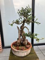 Bonsai olijf, Tuin en Terras, Overige soorten, Minder dan 100 cm, Ophalen, Volle zon