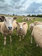 Mooie keuze aan jonge swifter weide ooi lammeren, Vrouwelijk, Schaap