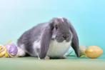 Franse hangoor, Dieren en Toebehoren, Konijnen, Mannelijk, Groot, Hangoor, 0 tot 2 jaar