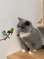 Brits korthaar, Dieren en Toebehoren, Gechipt