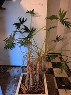 Grote kamerplant+mooie pot (Philodendron bipinnatifidum), Huis en Inrichting, Kamerplanten, Ophalen, Halfschaduw