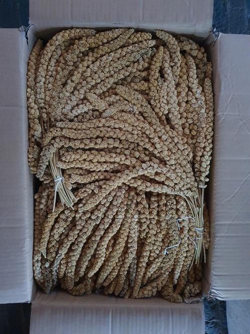 Millet jaune 1Kg//15kg//Commander en ligne, Animaux & Accessoires, Oiseaux | Perruches & Perroquets