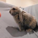 Dwergkonijntje(s), Dieren en Toebehoren, Konijnen, Dwerg