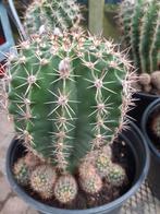 Cactus, Maison & Meubles, Plantes d'intérieur, Cactus, Enlèvement