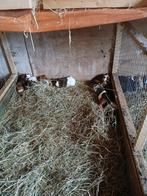 Mannetjes cavia’s, Dieren en Toebehoren, Knaagdieren en Konijnen | Hokken en Kooien, Ophalen, Cavia