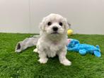Nestjes Maltezer pups - kleine taille, België, Maltezer, CDV (hondenziekte), 8 tot 15 weken