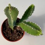 Stapelia Asterias, Minder dan 100 cm, Verzenden, Vetplant
