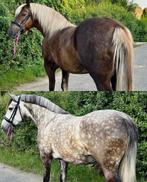 Opzoek naar je doompaard ? Bekijk deze 2 dames eens!, Dieren en Toebehoren, Pony's, Merrie, M