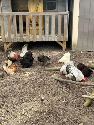 Broedeieren Cochin kriel, Poule ou poulet