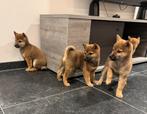 Shiba inu pups te koop, Dieren en Toebehoren, CDV (hondenziekte), België, Particulier, 8 tot 15 weken