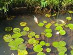 Koi vissen 5 stuks, Dieren en Toebehoren, Karper of Koi