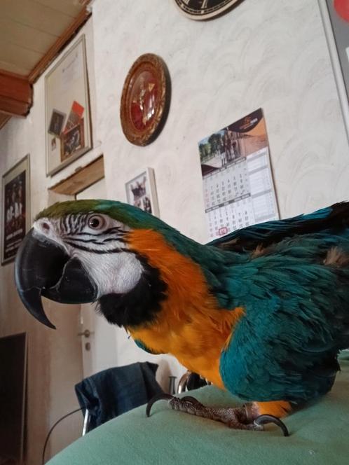 Ara papegaai tam   afhalen in balen, Dieren en Toebehoren, Vogels | Parkieten en Papegaaien, Papegaai, Vrouwelijk, Tam, Geringd