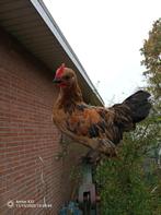 Jonge haan(en)🐓, Dieren en Toebehoren, Mannelijk