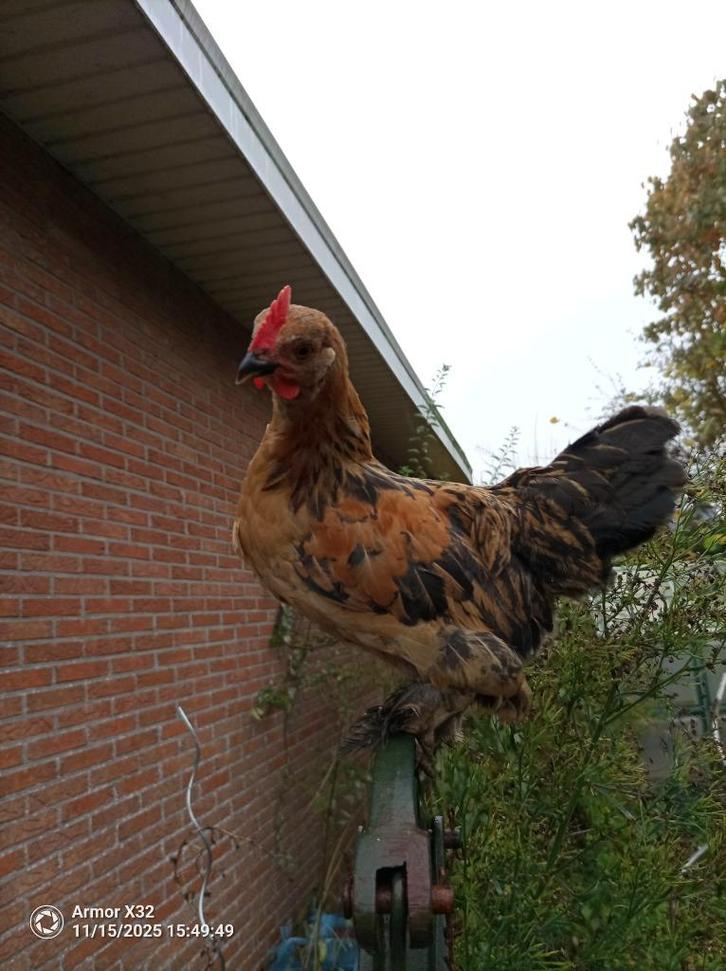 Jonge haan(en)🐓, Dieren en Toebehoren, Vogels | Overige Vogels, Mannelijk