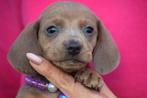 Teckel pups prachtige kleuren, Dieren en Toebehoren, België, 8 tot 15 weken, Korthaar, Dwerg
