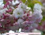 BLOEMKERSELAARS "BLOZENDE BRUID" (Prunus serr. Shógetsu), Tuin en Terras, Vaste plant, Ophalen of Verzenden, Lente, Overige soorten