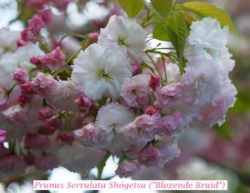 CERISIERS DU JAPON "BLUSHING BRIDE" (Prunus serr. Shógetsu)