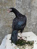 Shamo aseel haan te koop, Dieren en Toebehoren, Mannelijk, Kip