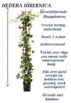 Mooie Hedera Klimop-planten 80/100 cm, met Bamboe. 1,20 €/st, Ophalen of Verzenden, Herfst, Vaste plant, Klimplanten