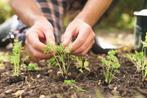 GRATIS: Tuinieren met natuurlijke meststoffen, Ophalen, Mest