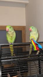 Grand Alexandre EAM, Dieren en Toebehoren, Vogels | Parkieten en Papegaaien, Meerdere dieren, Papegaai, Pratend