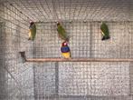 Goulds amadines, Oiseau tropical, Plusieurs animaux