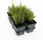 Lavendel, Ophalen, Volle zon
