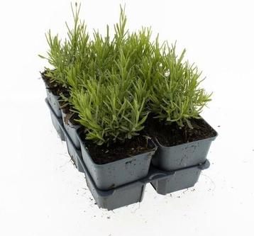 Lavendel  beschikbaar voor biedingen